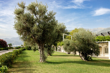Fototapeta na wymiar Olive trees in the park against a blue sky with clouds