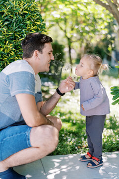 Little girl blows on a bouquet of dandelions in the hand of a smiling dad in the garden