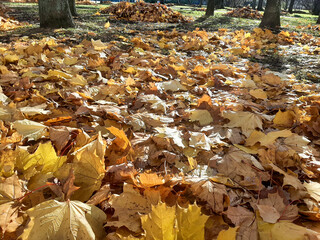 Autumn maple leaves lie on the ground