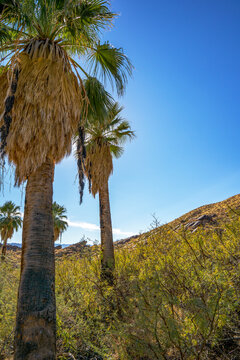 Hiking along a beautiful desert oasis trail in the Palm Springs Indian Canyon, in Southern California.