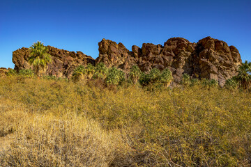 Hiking along a beautiful desert oasis trail in the Palm Springs Indian Canyon, in Southern California.