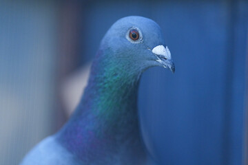 racing pigeon champion at pigeon fancier competitions. passenger pigeon portrait.