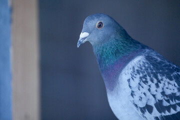racing pigeon champion at pigeon fancier competitions. passenger pigeon portrait.