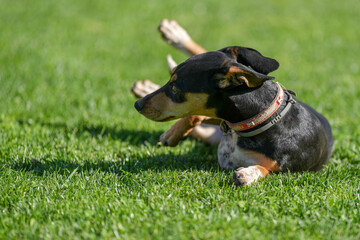dachshund while playing on the green grass. photo with green background.