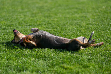 dachshund while playing on the green grass. photo with green background.