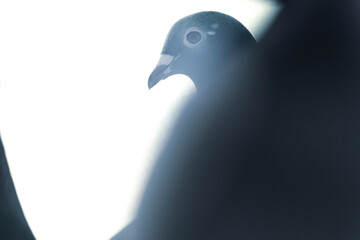 racing pigeon champion at pigeon fancier competitions. passenger pigeon portrait.