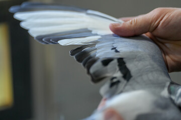 the plumage of a passenger pigeon that will participate in a pigeon competition. detail.