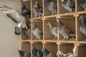 carrier pigeons before a pigeon competition. champion pigeons.