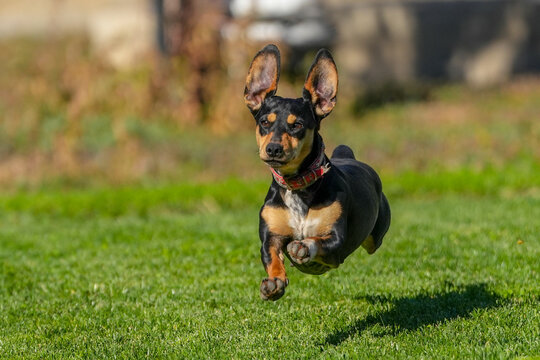 dachshund caught while running on the lawn on a sunny day. small animal.