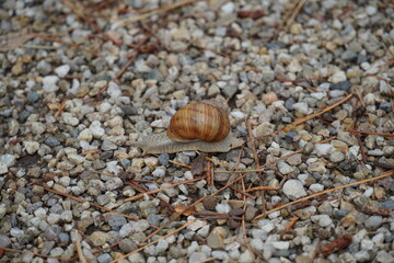 Close up of brown snail with spiral shell on pebble background at early autumn. Blurred on the back