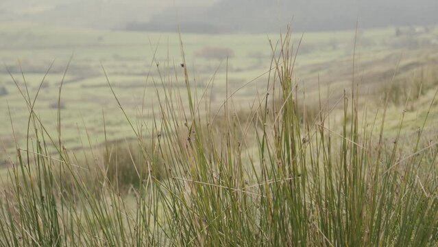 Spiky grass on the moors at Pendle Hill in Lancashire