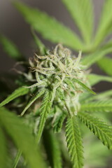 Medical cannabis rolling joints with trimmed stuff grown in California fresh therapeutic and inspirational weed big size high quality instant prints