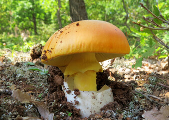 Wild mushroom Amanita caesarea (Caesar's mushroom) growing in forest
