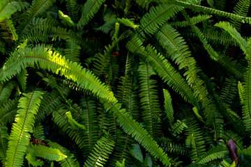 fern leaves background