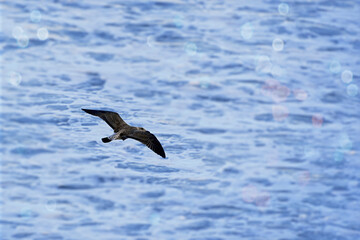 Wild bird on the ocean coast