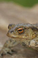Vertical closeup on on the head of a male Common Europeean toad , Bufo bufo