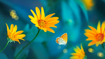 Bright butterfly on yellow flowers in a garden. Summer wonderland.
