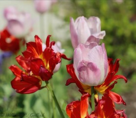 Tulip