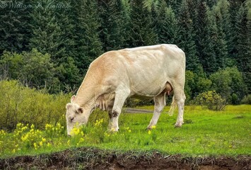 Cow in the Meadow