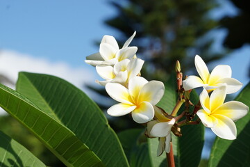 Obraz premium プルメリアと青空