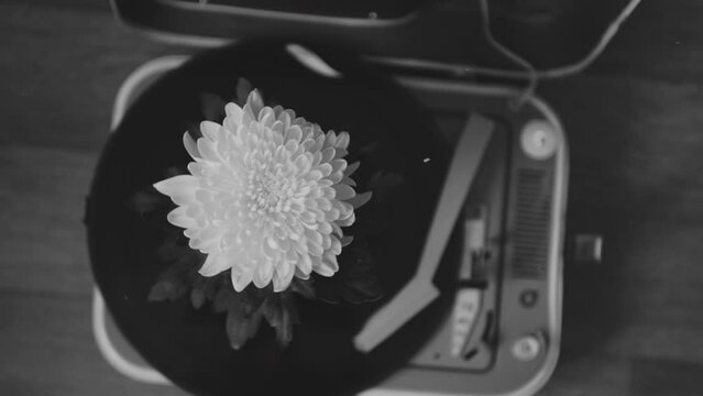 Black and white hypnotic zoom in of flower spinning on portable vinyl player in black and white. Listening to jazz retro music stylized as old film, top view. Concept of nostalgic memories of past.