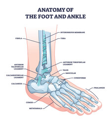Anatomy of foot and ankle with skeletal bone structure outline diagram. Labeled educational scheme with phalanges, tibia, fibula and cuboid location vector illustration. Leg skeleton model with names - obrazy, fototapety, plakaty