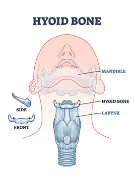 Hyoid bone with skeletal neck and chin parts bone anatomy outline diagram. Labeled educational facial scheme with mandible, hyoid and larynx location vector illustration. Isolated side or front bones