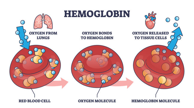 Hemoglobin as oxygen gas transportation mechanism in body outline diagram. Labeled educational scheme with red blood cell, O2 molecule and medical hemoglobin gas release process vector illustration.