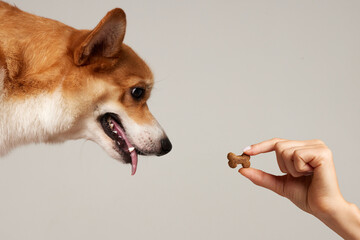 red Corgi dog looks at a hand with dry food in the shape of a bone