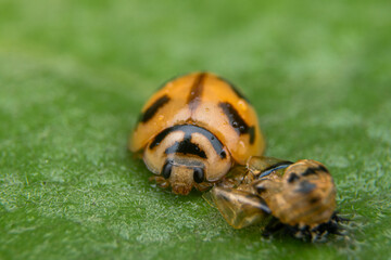 ladybird on a leaf