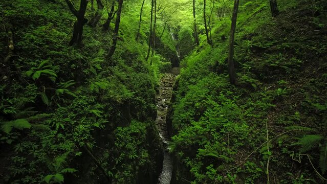 River creek stream with a waterfall in the background flowing through green jungle forest