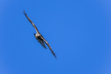 青空バックに獲物を探して旋回するノスリ