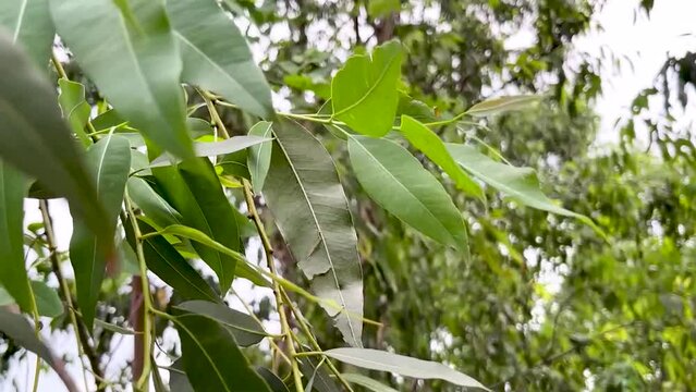 Close up eucalyptus green tree leaves with shining background. The wind is very strong.
