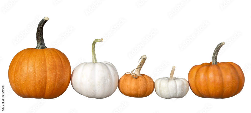 Canvas Prints assortment of pumpkins in a row, isolated on transparent background.