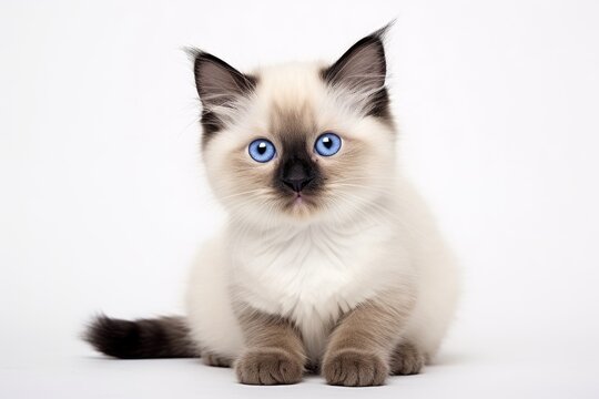 Photo of a sweet Birman kitten with a friendly disposition on a clean white surface. Generative AI