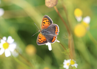 Kleiner Feuerfalter - Small copper