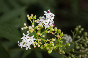 A whithe Sambucus Ebulus flower in the Italian countryside