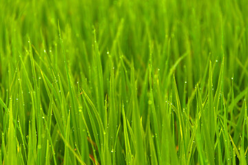 Fototapeta na wymiar Water drop on the top of green rice field on the morning light. green background concept.