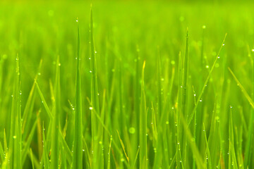 Water drop on the top of green rice field on the morning light. green background concept.