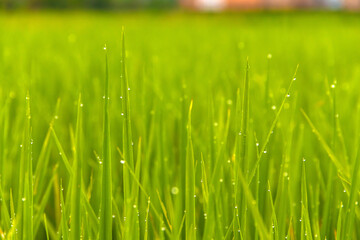 Water drop on the top of green rice field on the morning light. green background concept.