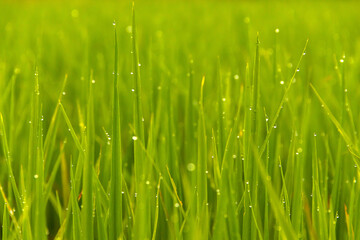 Water drop on the top of green rice field on the morning light. green background concept.