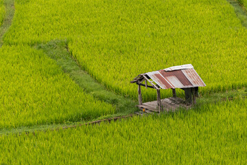 Green rice fields plantation and little hut.