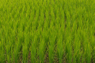 Obraz premium Beautiful large area of rice seedlings growing in the fields of Thailand.