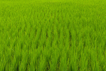 Beautiful large area of rice seedlings growing in the fields of Thailand.