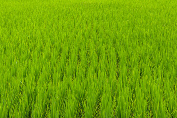 Beautiful large area of rice seedlings growing in the fields of Thailand.
