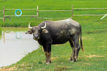 Water buffalo standing in a green grass field.