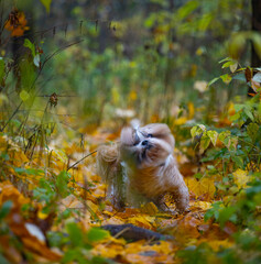 shih tzu dog in autumn in the forest