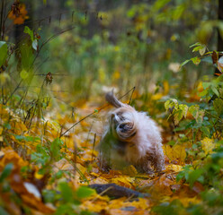 shih tzu dog in autumn in the forest