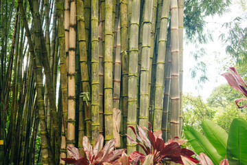 Lanscape of bamboo tree in tropical rainforest, hawaii