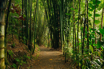 Lanscape of bamboo tree in tropical rainforest, hawaii